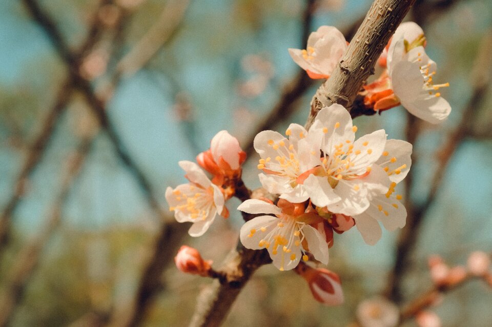 Flowering branch flowering tree sakura