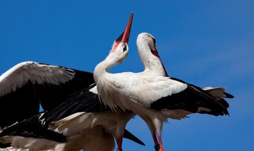 Animal animal world adult