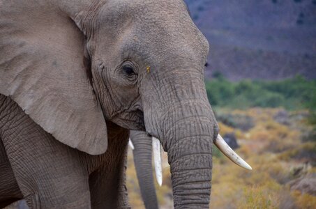 South africa elephant gray elephant photo