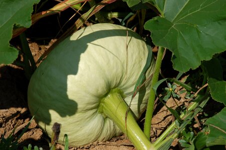 Agriculture pumpkins vegetation