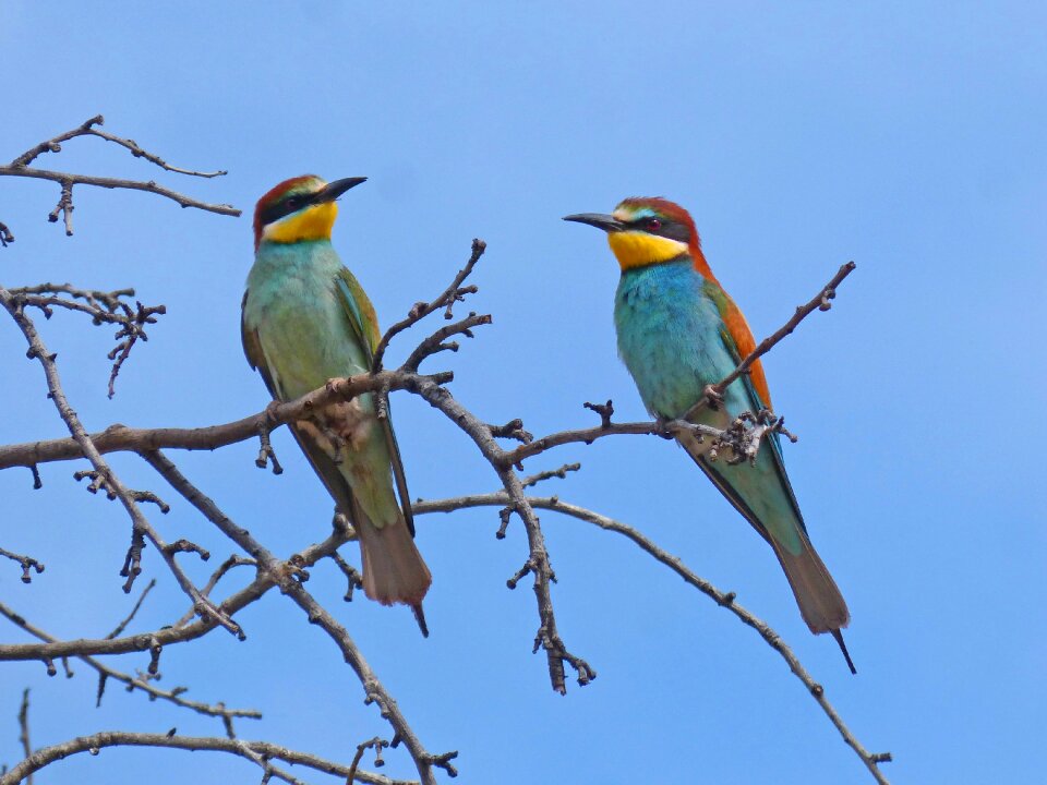 Merops apiaster birds almond tree