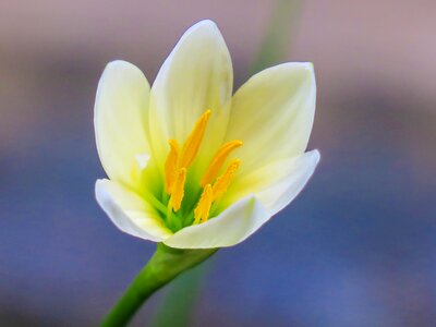 White yellow green