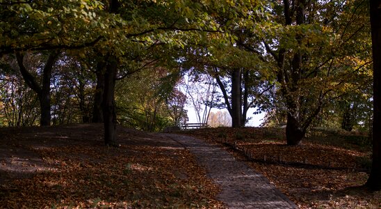 Leaves season october