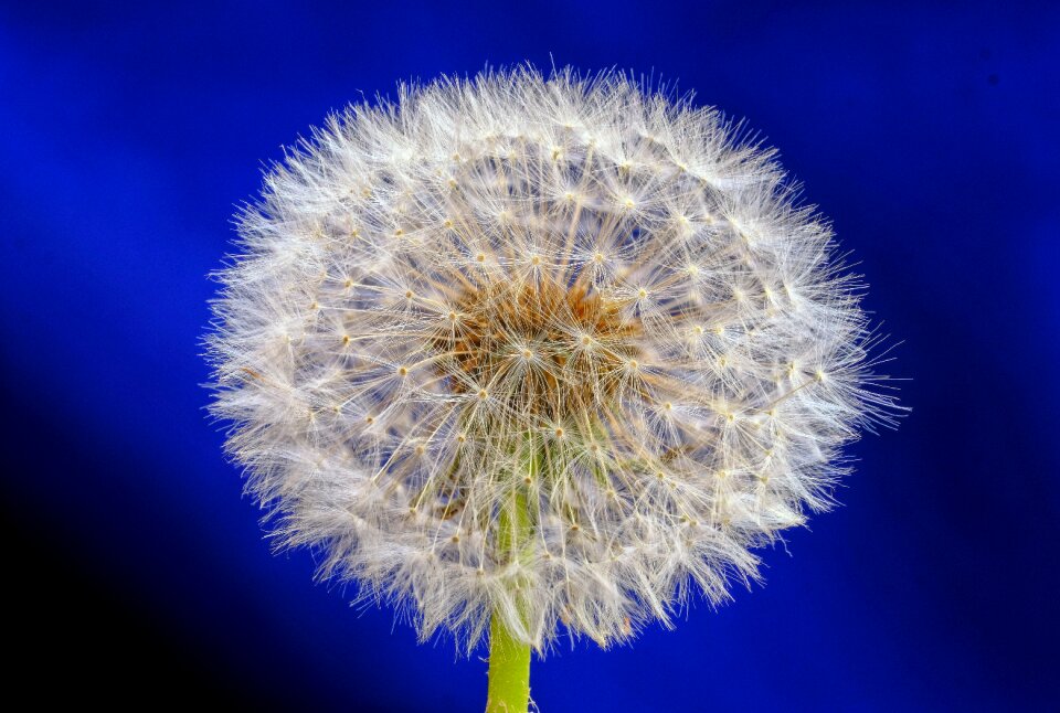 Bloom seeds dandelion seeds