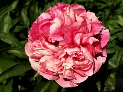Bloom floral pink