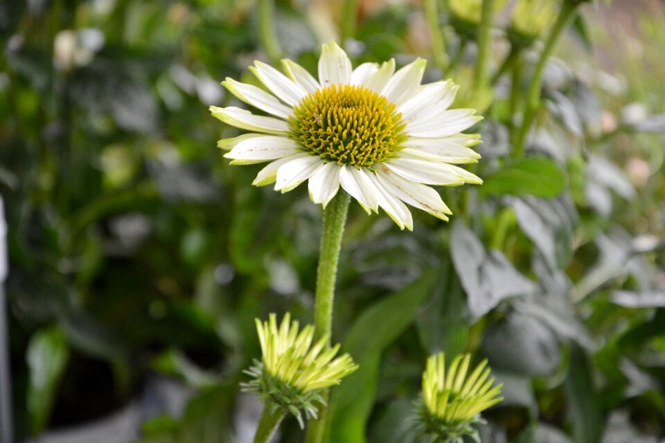 White petals nature plants