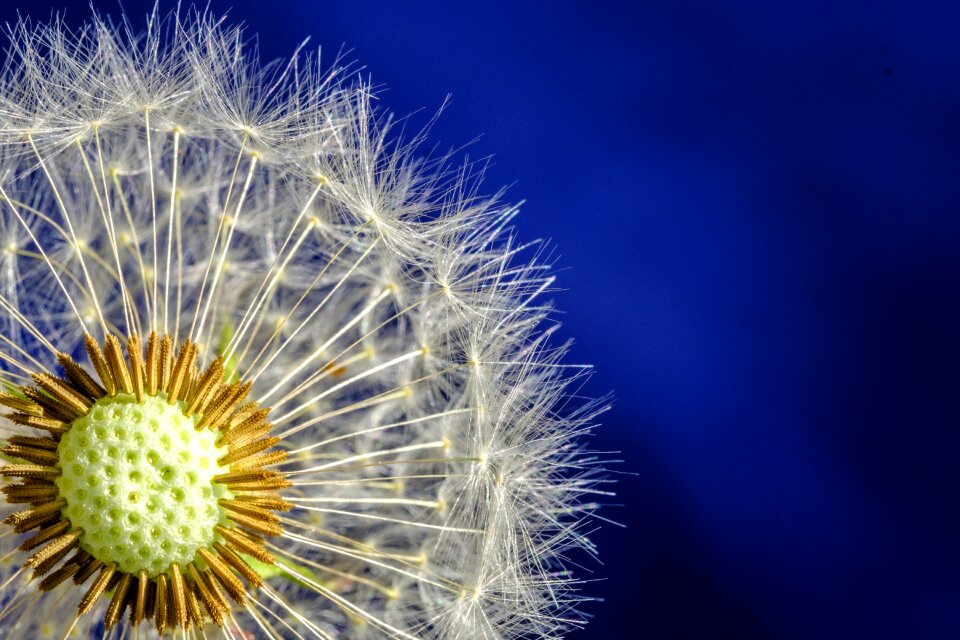 Bloom seeds dandelion seeds