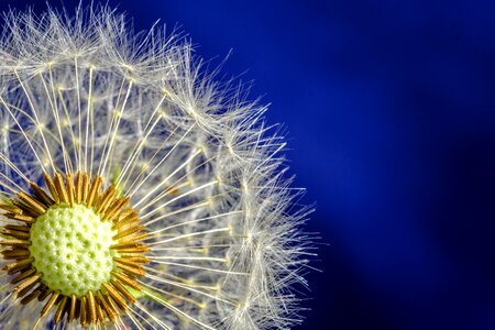 Bloom seeds dandelion seeds photo