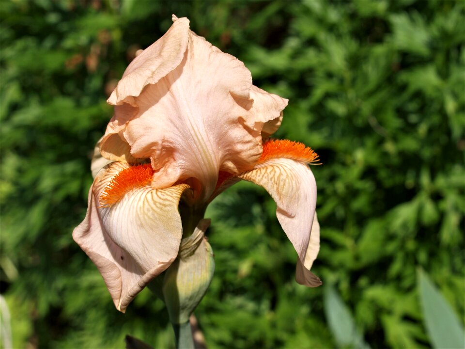 Bloom floral plant