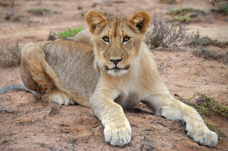 Lion safari brown lion photo