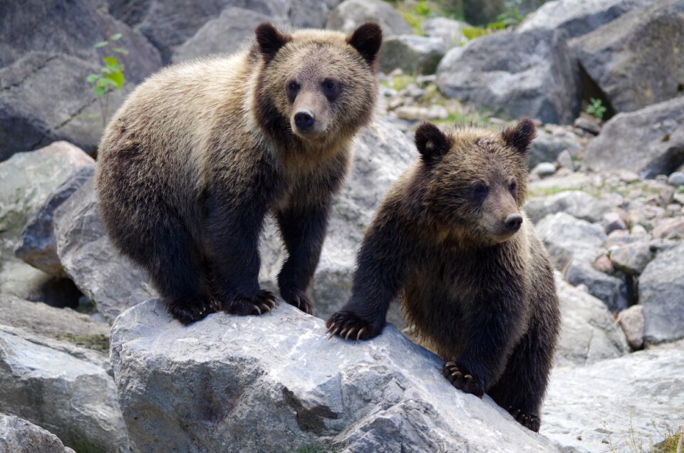 Bear bear cub nature