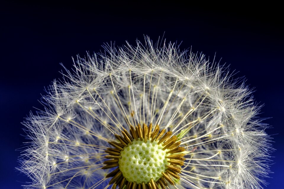 Bloom seeds dandelion seeds