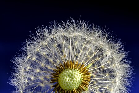 Bloom seeds dandelion seeds photo