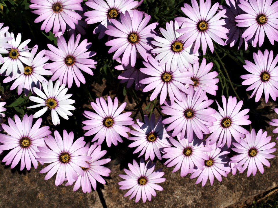 Floral bloom summer