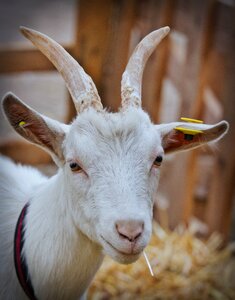 Bock domestic goat livestock photo