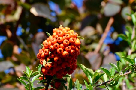 Fruits garden autumn