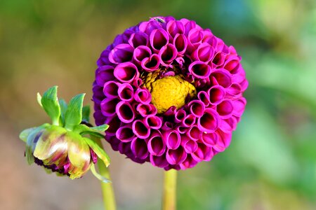 Bud dahlia garden garden plant
