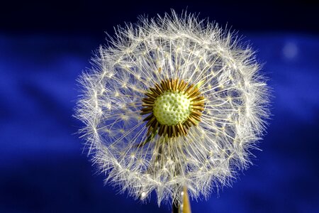 Bloom seeds dandelion seeds photo