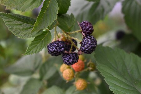 Raspberry healthy nutrition photo