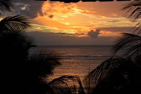 Beach palm trees sky photo