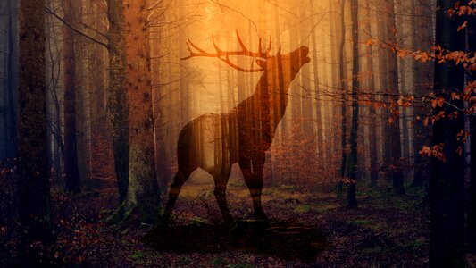 Nature wild landscape