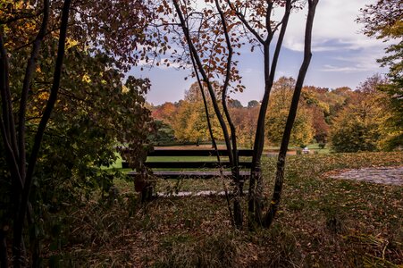 Leaves park landscape