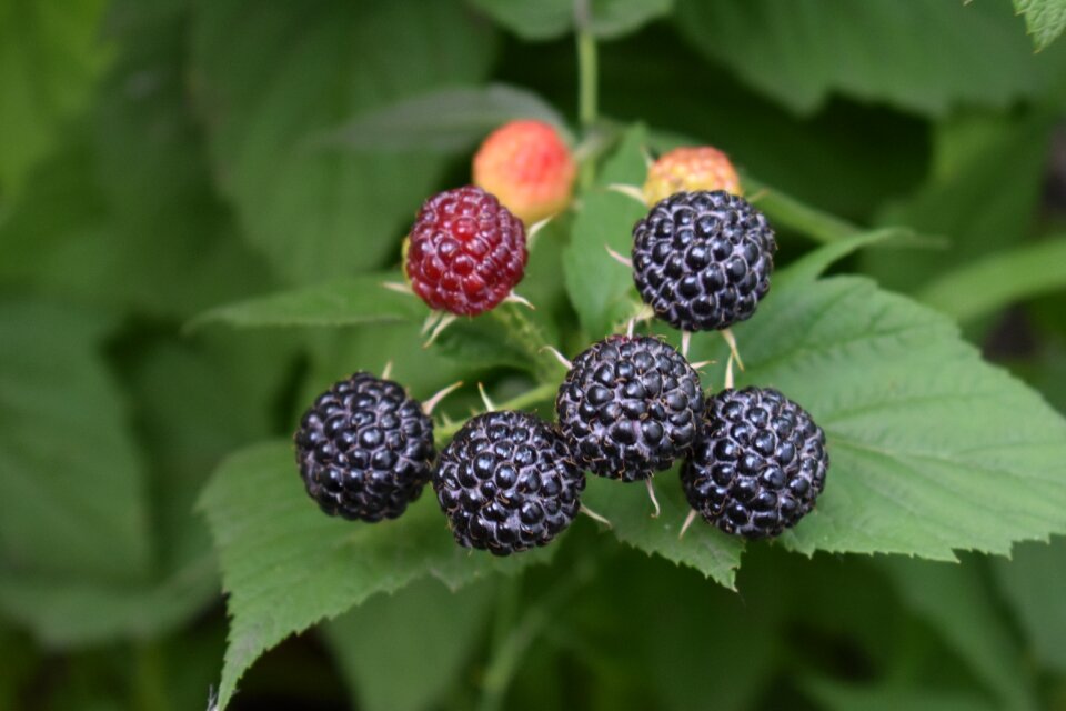 Raspberry healthy nutrition