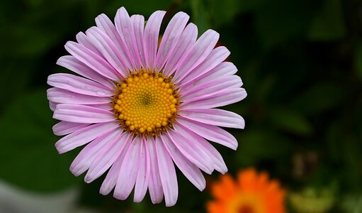 Romantic margarita pink photo