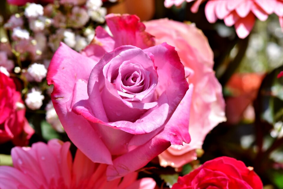 Bloom romantic bloom