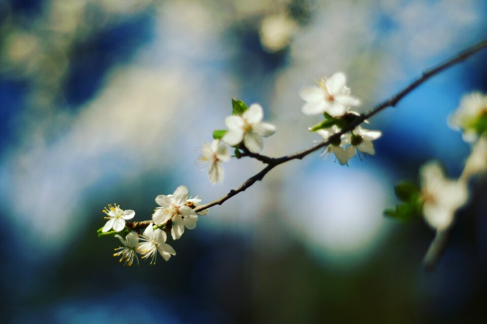 White flowers colorful flowers the beauty of nature