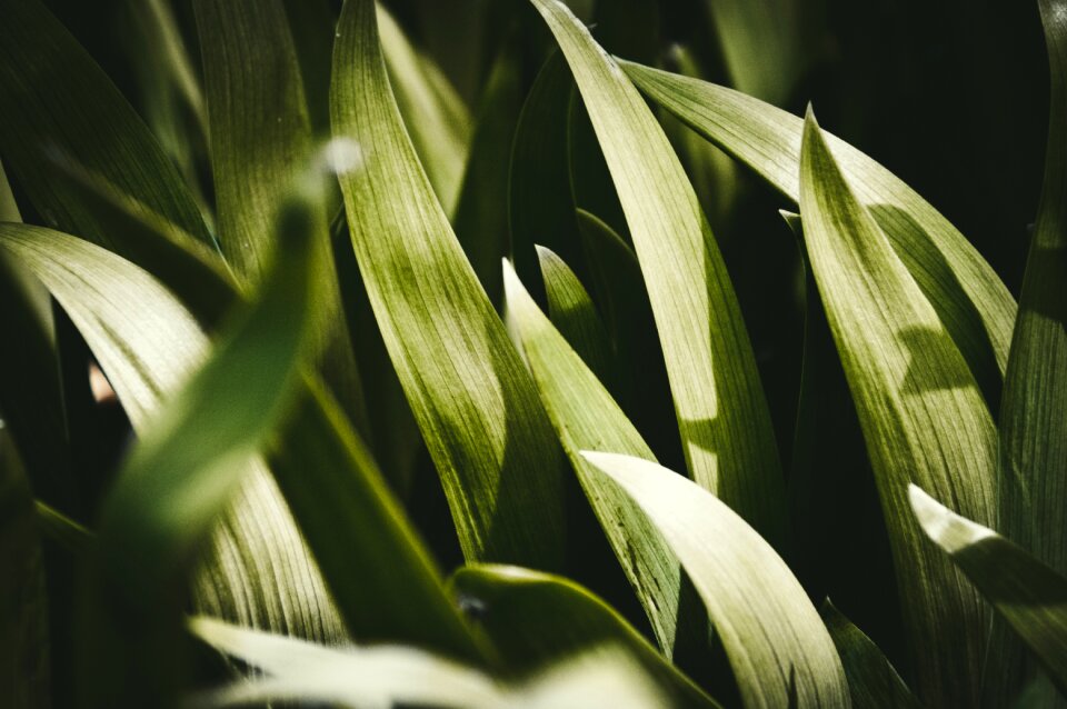 Greens sheet plant
