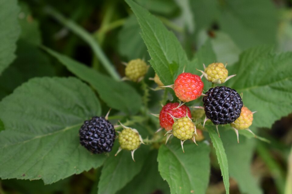 Raspberry healthy nutrition