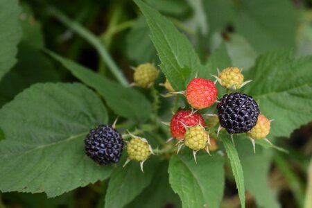 Raspberry healthy nutrition photo