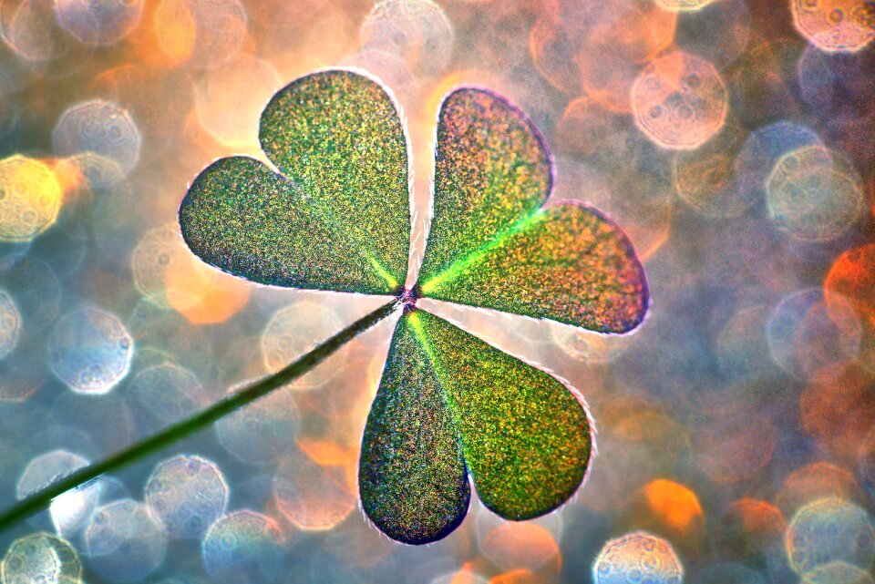 Sylvester luck annual financial statements