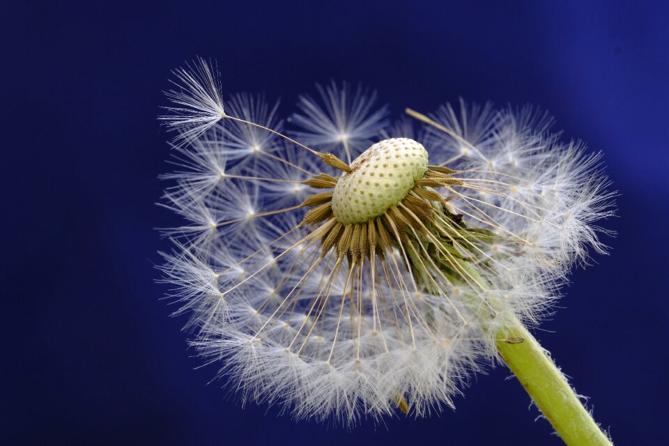 Bloom seeds dandelion seeds