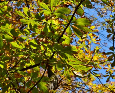 Leaves plant nature