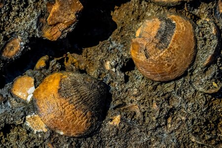 Petrified fossilized geology