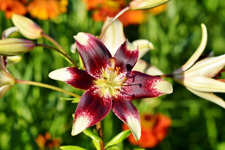 Lilies stamen stamp photo