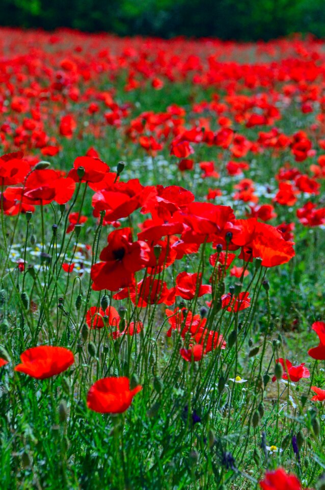 Nature flower field