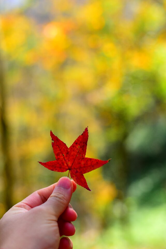 Plant leaf maple