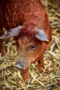 Little pig young animal agriculture photo