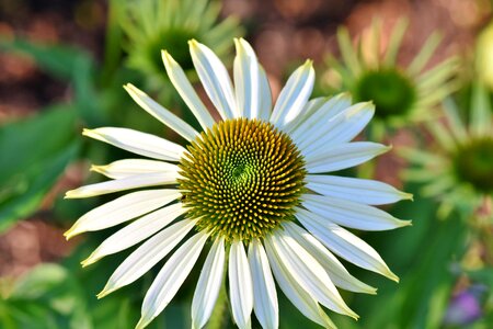 Blossom bloom plant