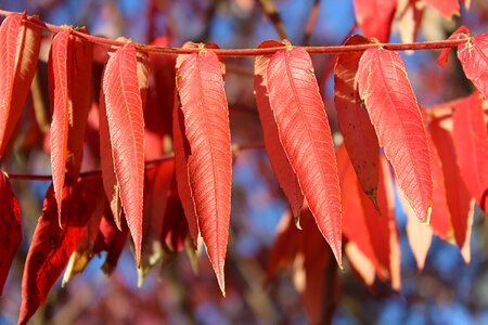 Rhus fall color autumn mood