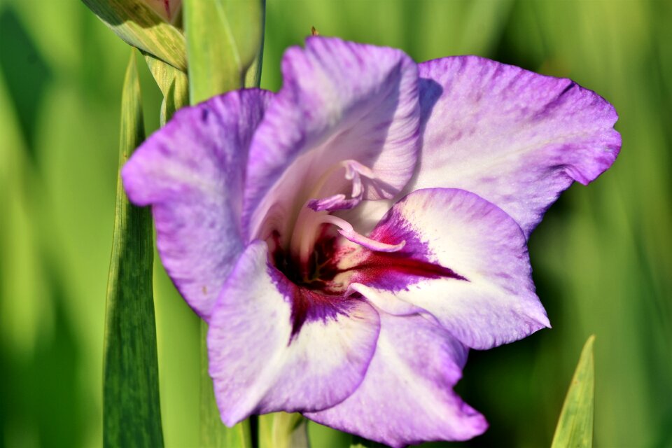 Sword flower blossom bloom