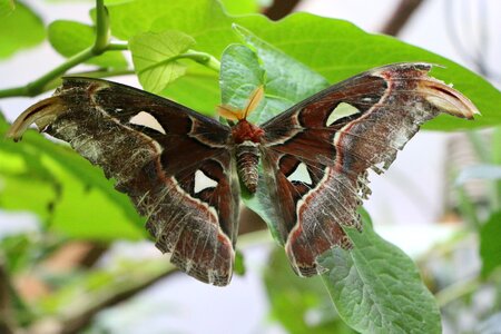 Spinner moth exotic photo