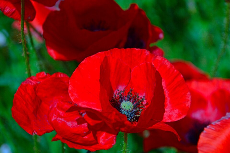 Nature flower field