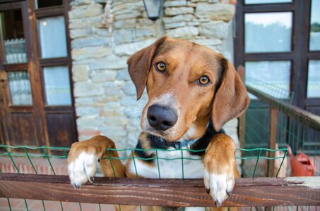 Faithful friend puppy