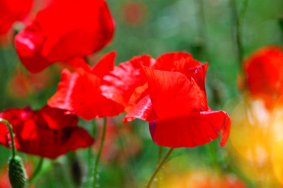 Nature flower field