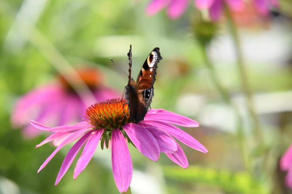 Nature animal flower