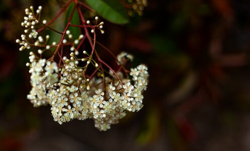 Small flower white
